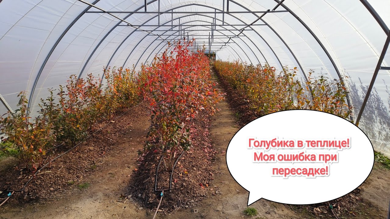 Голубика в теплице! Какую большую ошибку допустил при пересадке.
