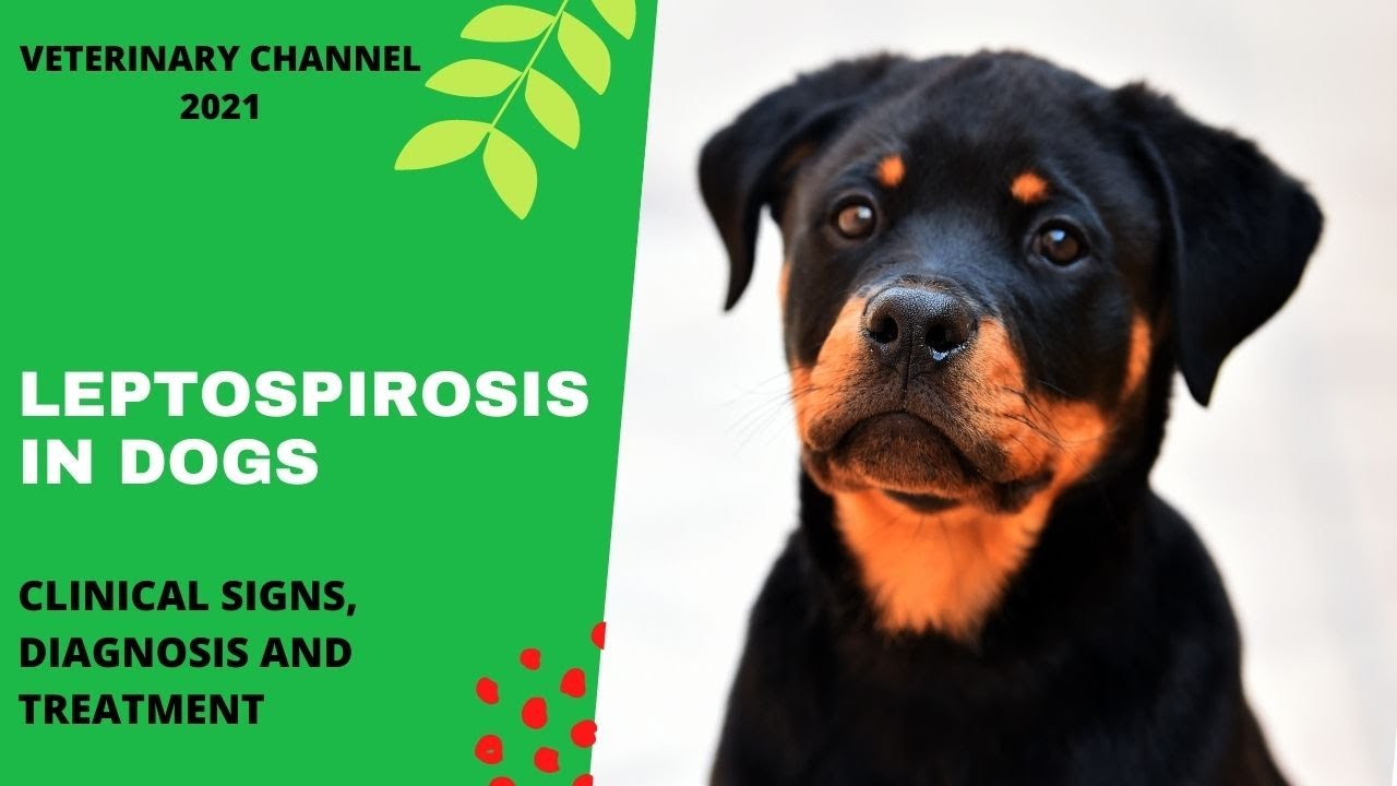 Zoonotic Disease: Clinical Signs, Diagnosis And Treatment Of Leptospirosis In Dogs