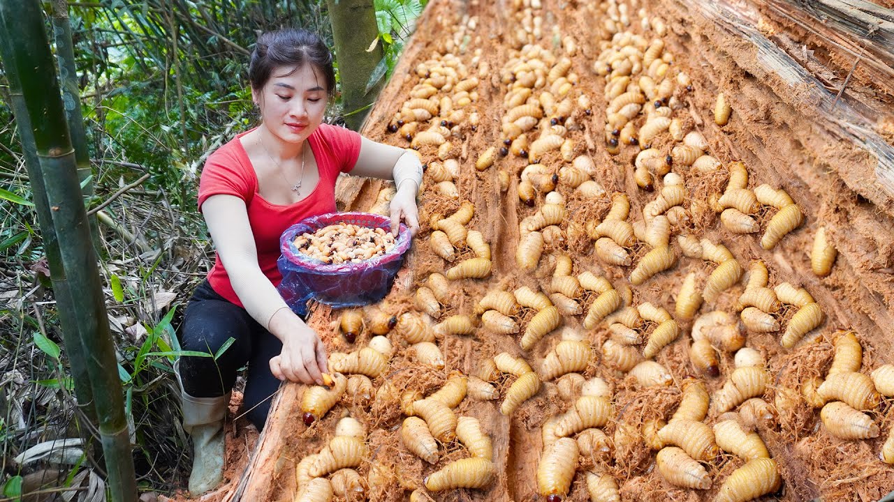 3 Year Living Off Grid, Harvesting A Lot Of Palm Weevil In Rotten Palm Trunks Go To Market Sell