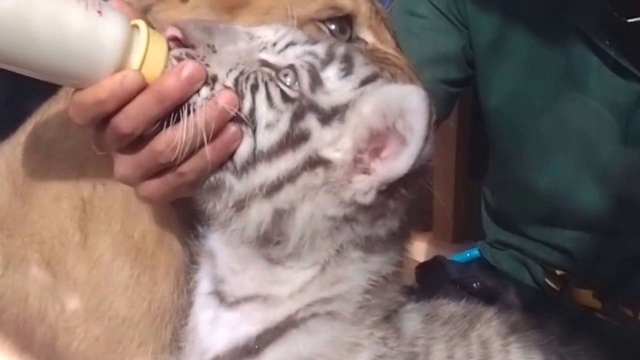 2015.9.27 那須サファリパーク☆ホワイトタイガーのマハロ【White tiger baby】_02