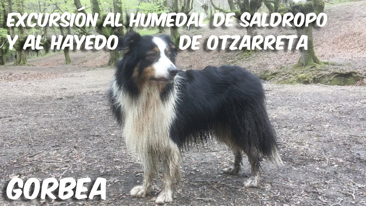 Excursión al Humedal de Saldropo y el Hayedo de Otzarreta. Gorbea. 18 Abril 2025.