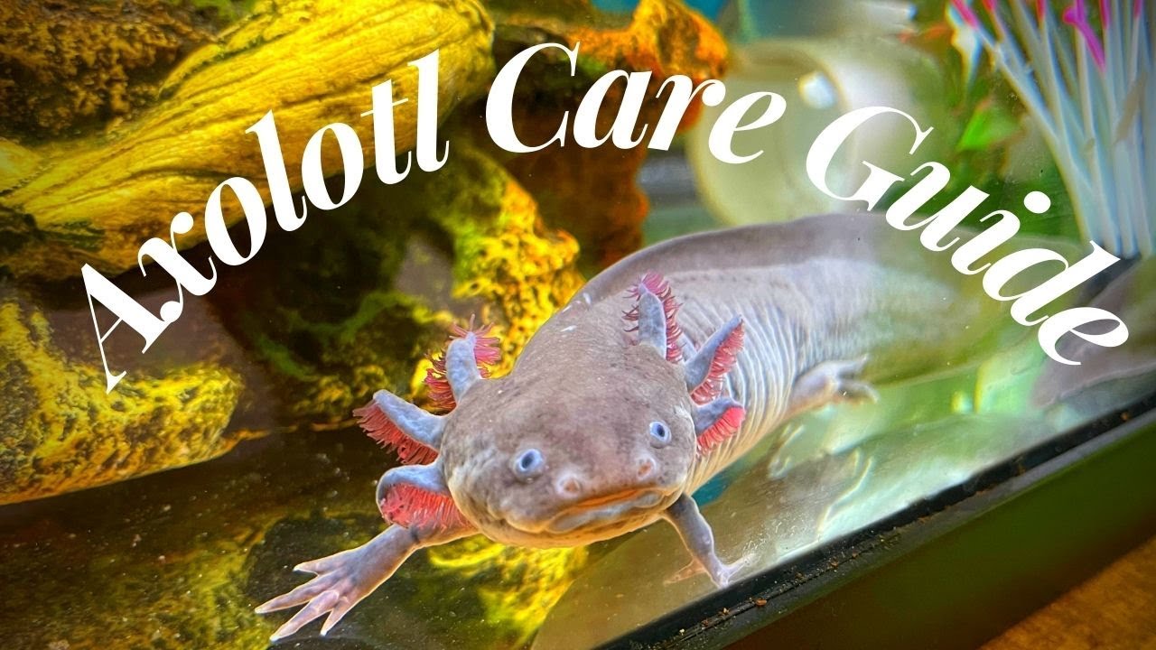 Axolotl Care Guide