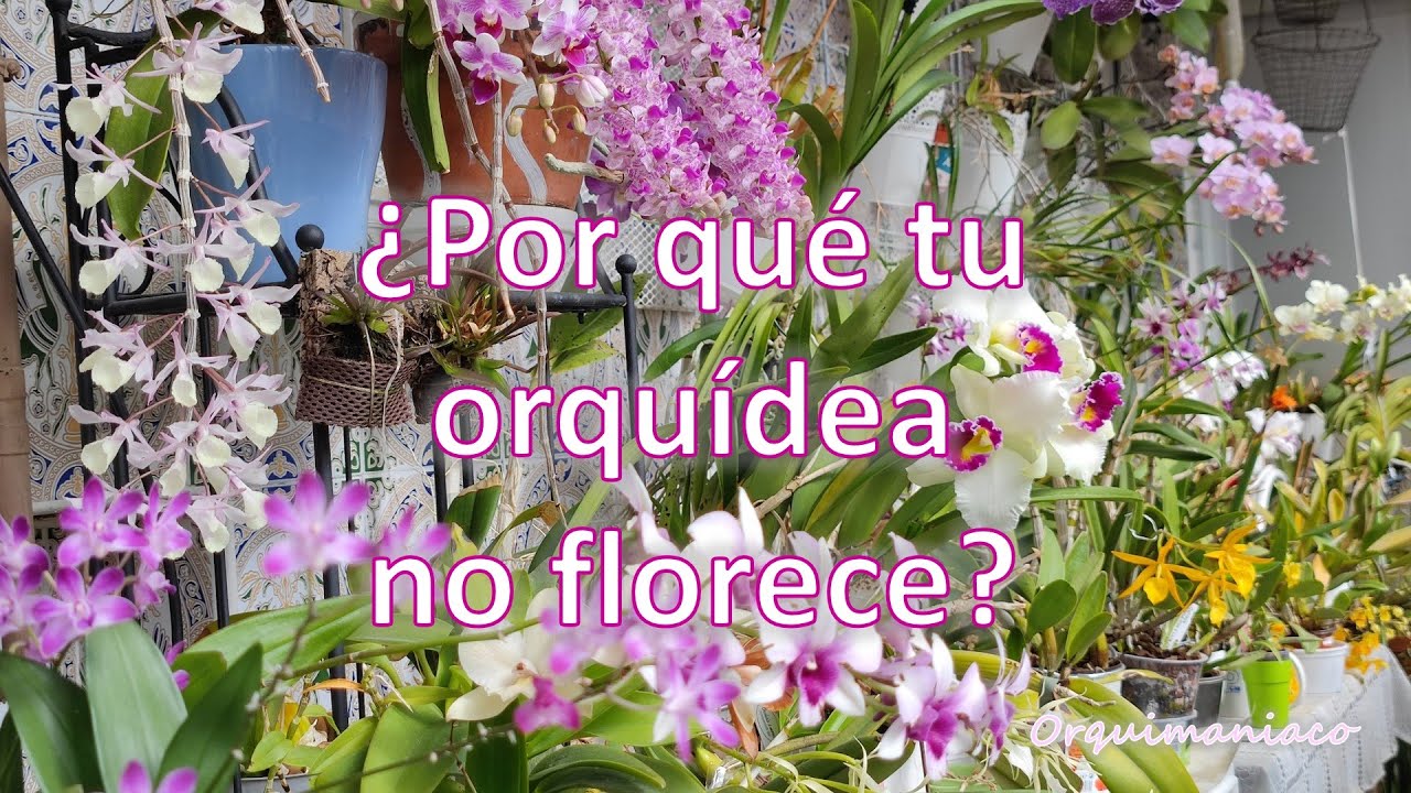 ¿Por qué tu orquídea no florece?
