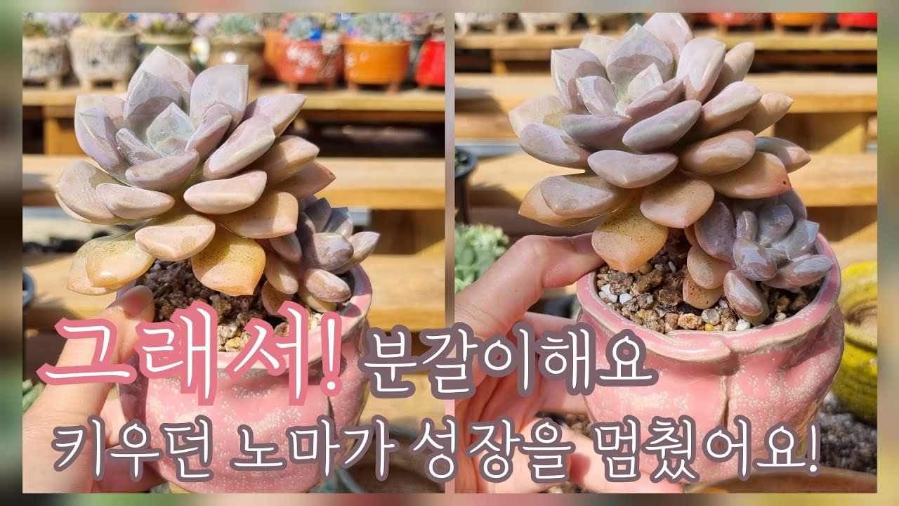 묵어진 노마, 더 이상 크지 않아 분갈이해요! : 키우던 다육이라 이런 신호를 보낼 때는 분갈이 할 때가 된거죠~