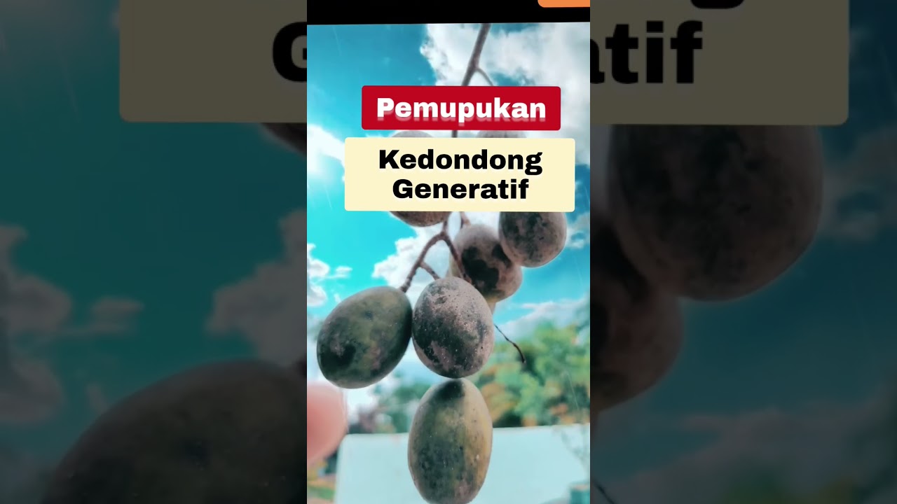 Pemupukan kedondong di Tabulampot #shortvideo  #pupukkedondong #awyagrochanel #kedondong #pemupukan
