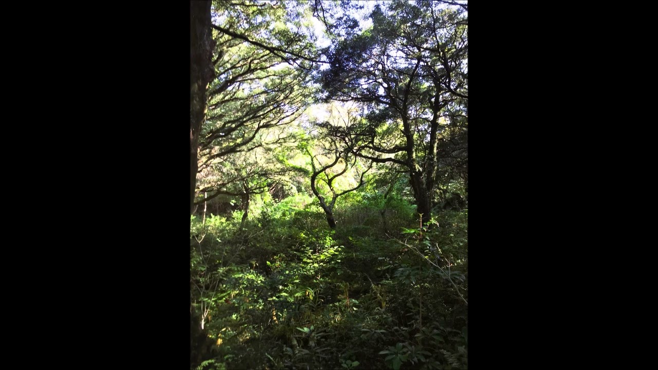 brahms  serenade no.1 in d major, op.11 ( i. kertész )