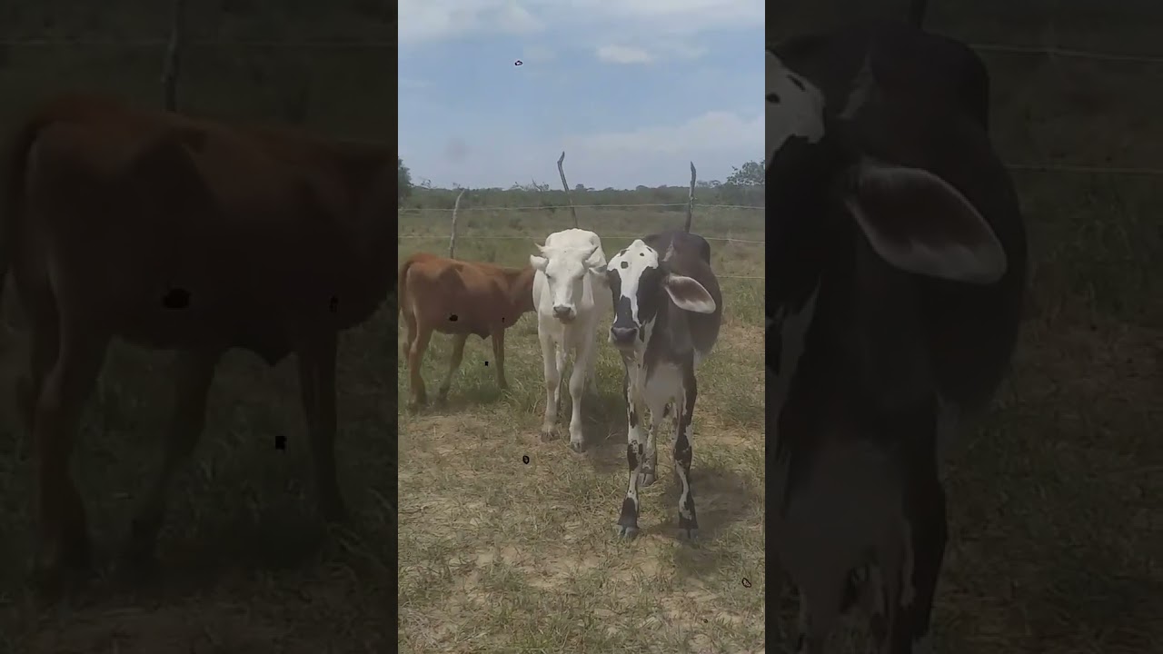 #short