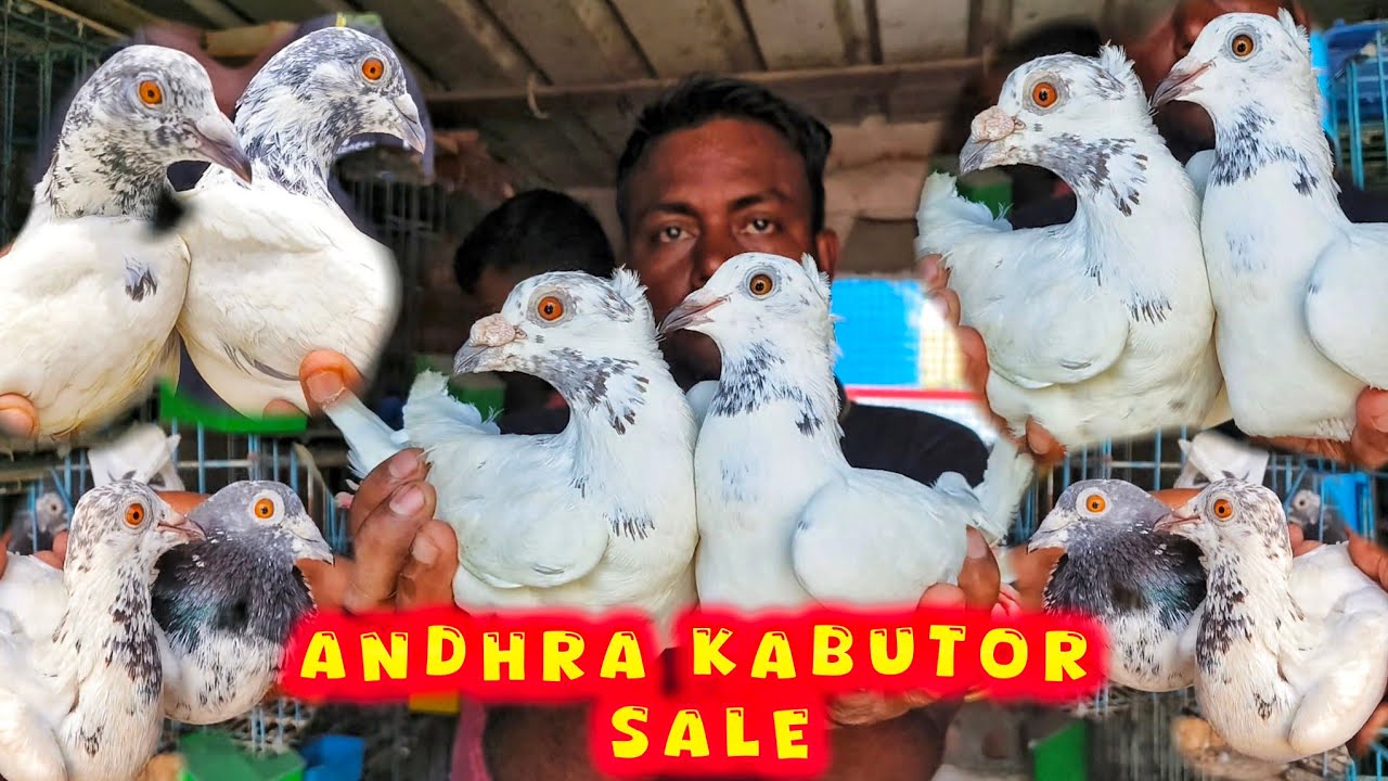 খড়দার রাজুদার অন্দ্রা পায়রা বিক্রয়।ANDHRA MADRASI KABUTOR SALE।@pigeonsloverrj9600