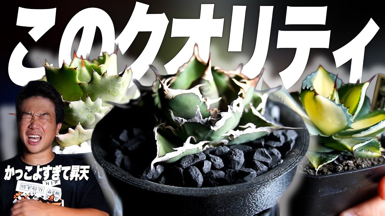 【こいつはスゲェ】俺が持ってるハイクオリティなアガベ達を本当に見ていただきたい。自慢です。[アガベ][塊根植物][観葉植物]