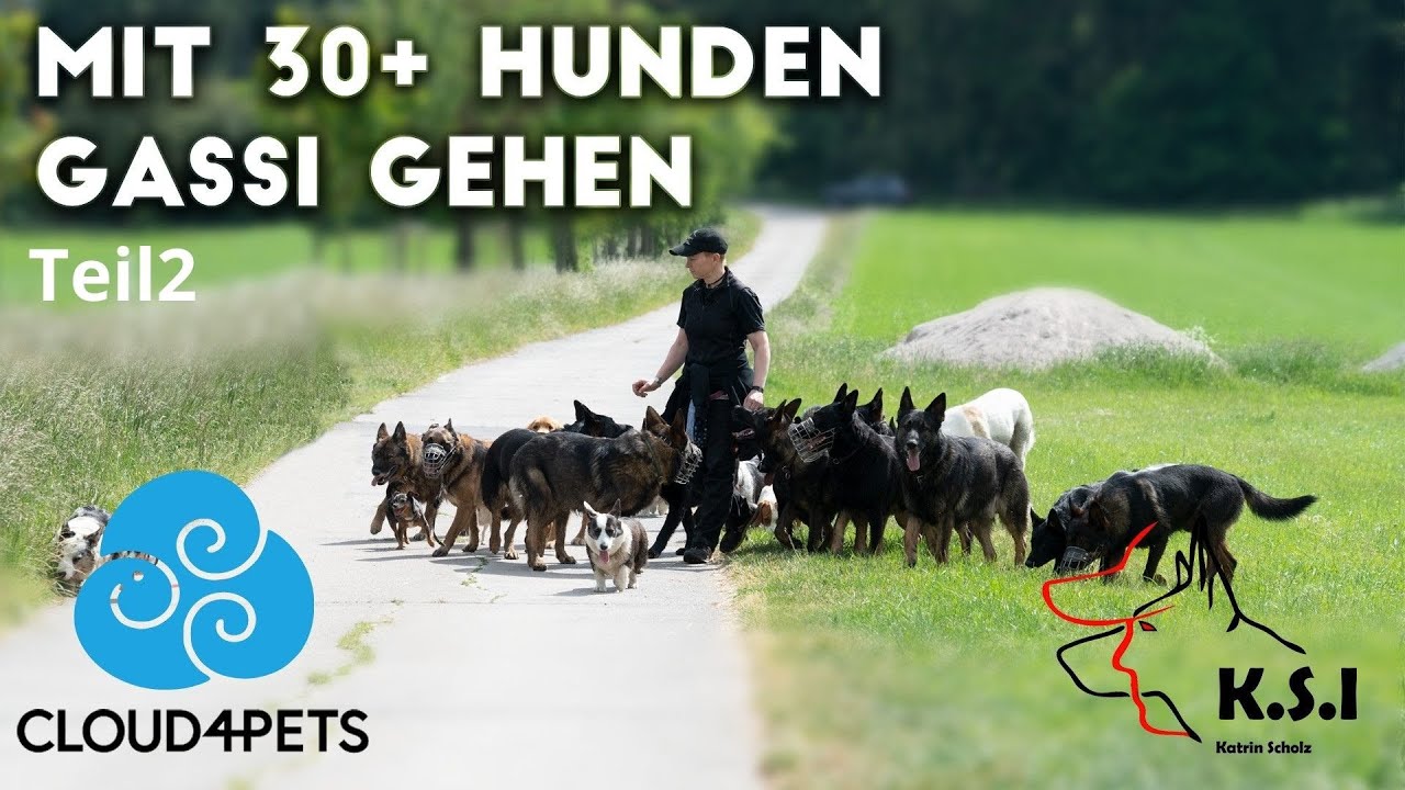 Hundeforscherin Katrin Scholz mit Hundemeute 🐕 Teil 2