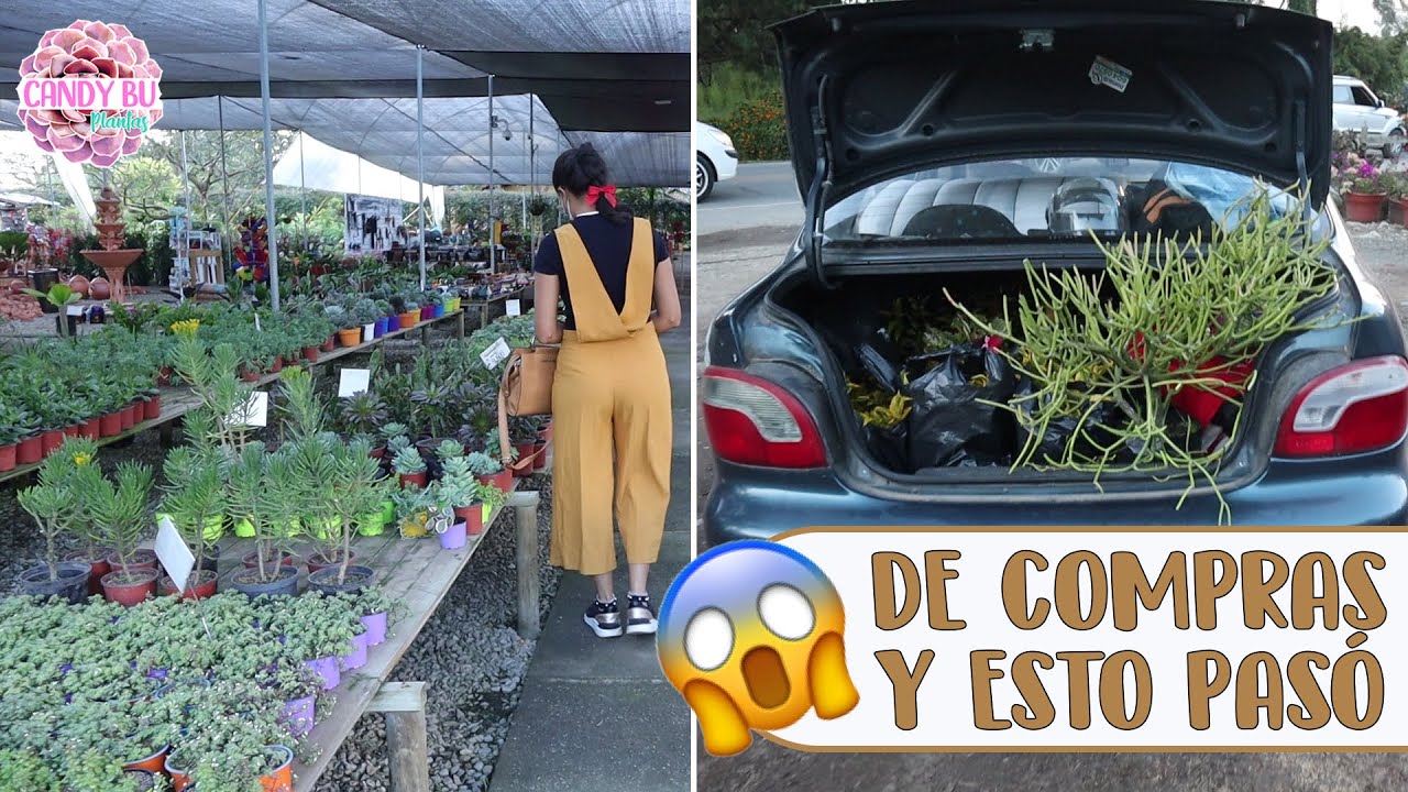 Vamos a comprar GALLINAZA, PL&Aacute;STICO PARA INVERNADERO, ESTANTER&Iacute;AS PARA SUCULENTAS y m&aacute;s... │Candy Bu
