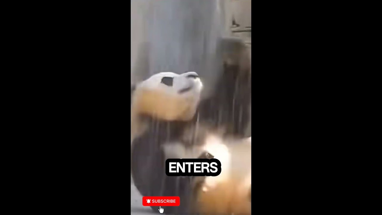 Funny Panda Rolls Backward into Its Enclosure #panda #funny #shortsviral