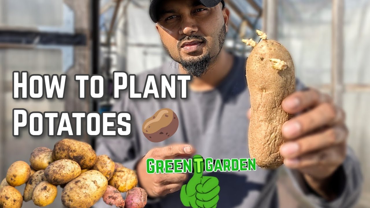 How To Get Potato Seeds and more ! ( Tips for Beginners) #potato #garden #gardening