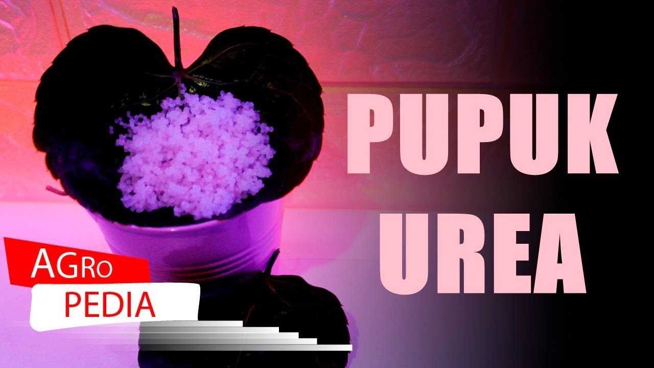 Ini dampak dari pupuk urea yang kalian gunakan