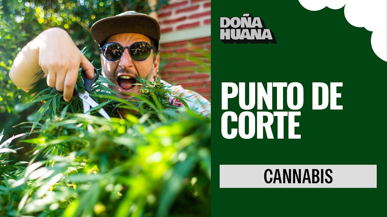 PUNTO DE CORTE - &iquest;CUANDO COSECHAR? - CULTIVO PARA AVANZADOS - CANNABIS