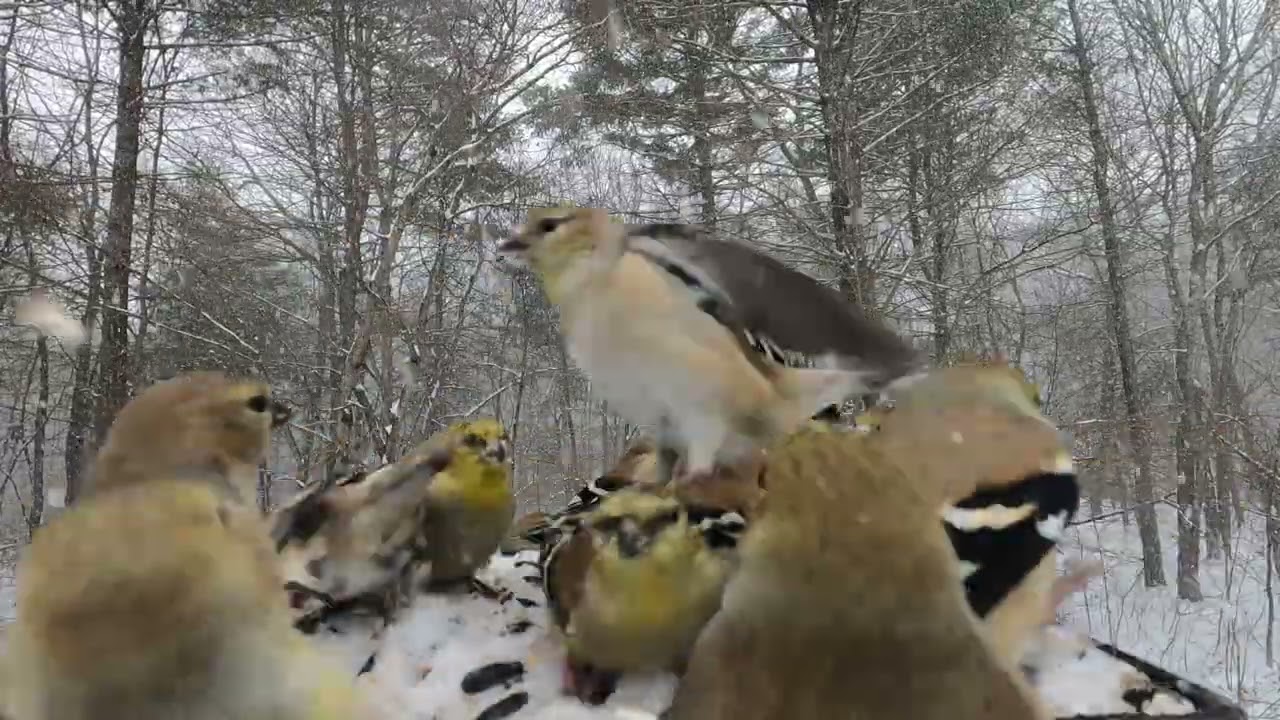 6 Minutes of Bluebirds and Goldfinch
