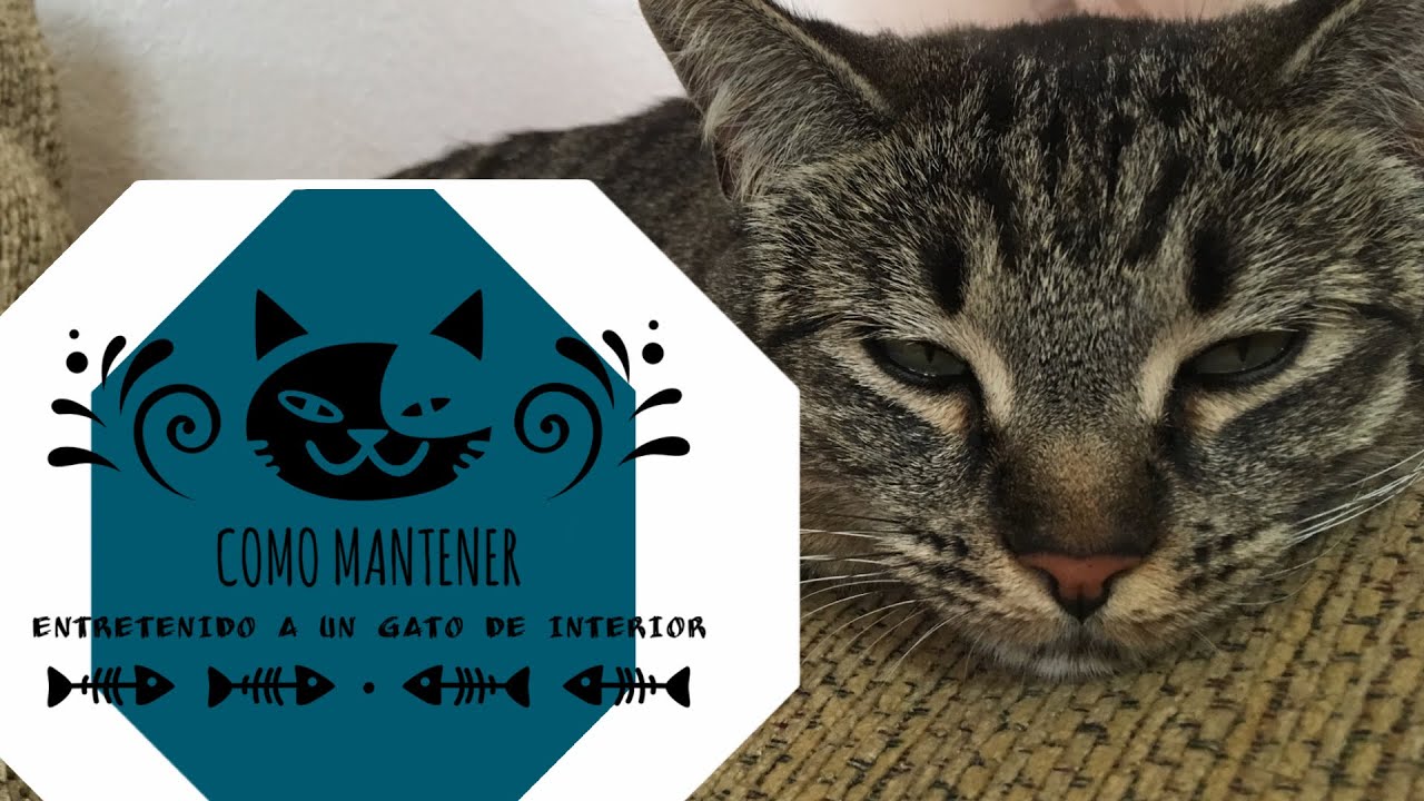 Como entretener a un Gato de interior