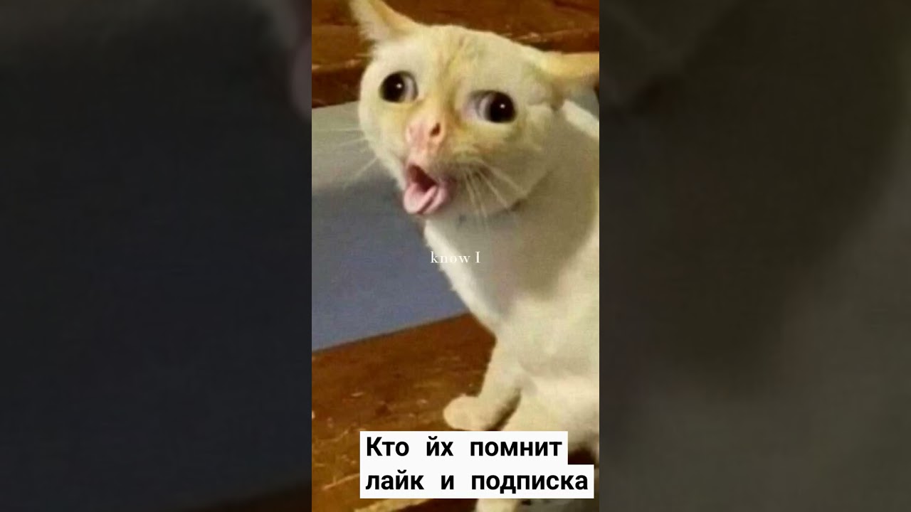 кто помнить етех легенд Котов #катик #cat #cat #cute #music #пов
