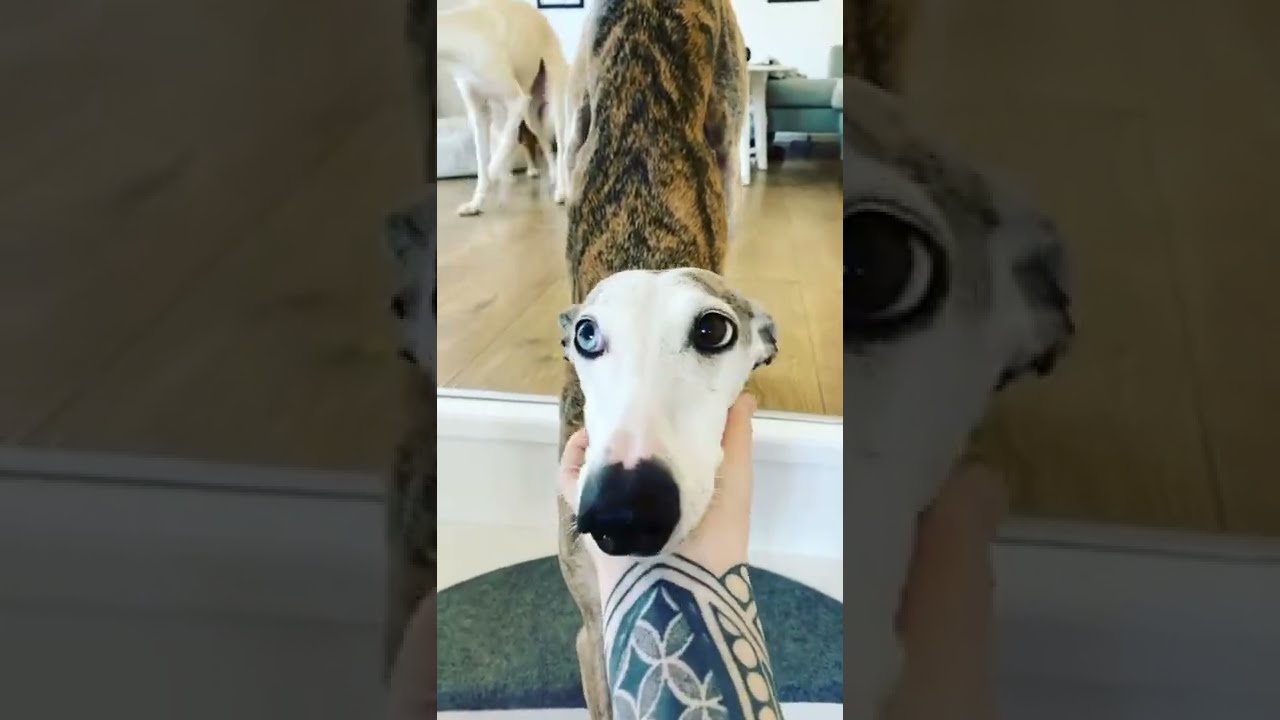 💖🐹💖 sweetest dogs ever the Galgos Espanol