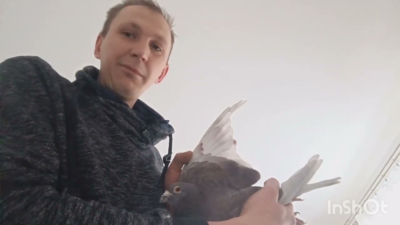 Co jest największą siłą napędową gołębia? Budowa, ogon, skrzydło na co zwracamy najczęściej uwagę 