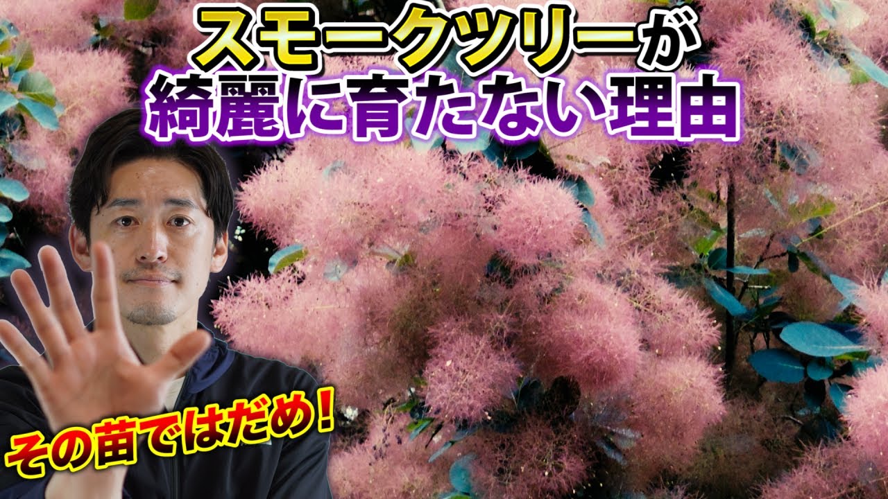 【スモークツリー苗の選び方】スモークツリーをシンボルツリーにしたいときに選ぶべき苗と育て方