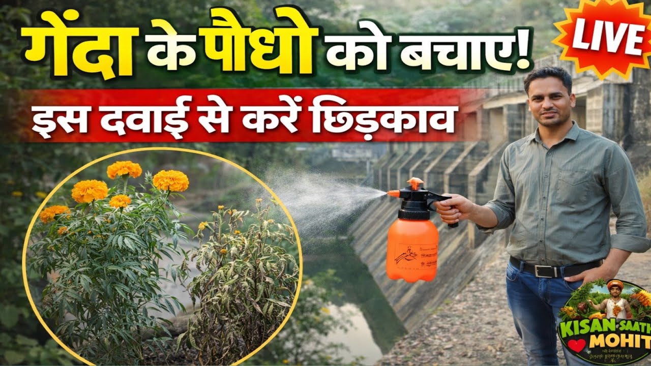 गेंदा के पौधे सूख रहे हैं? इस दवाई से करें सही छिड़काव | Marigold Plant Care