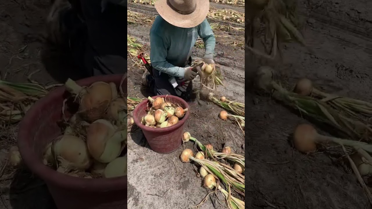 Cosecha de cebolla 