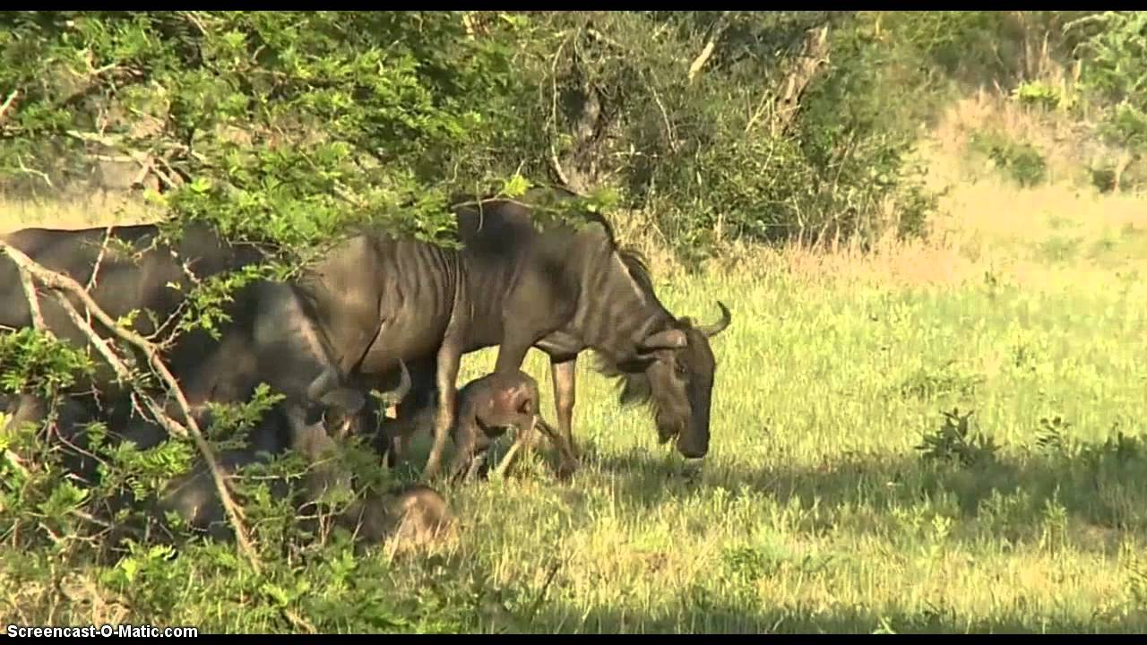 Wildebeest Calf Born Today 11/23/2014 Video 1 WildEarth Safari