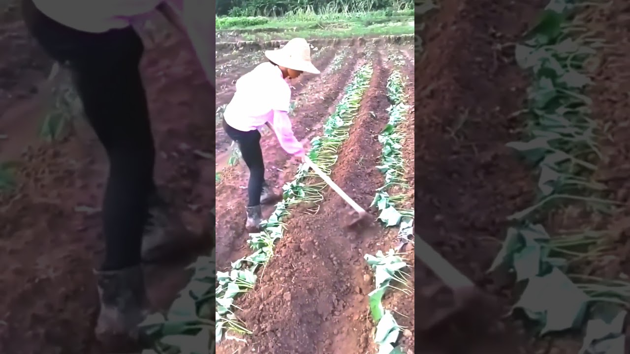 Snart Farmers Sweet Potato Farming #satisfying #shot