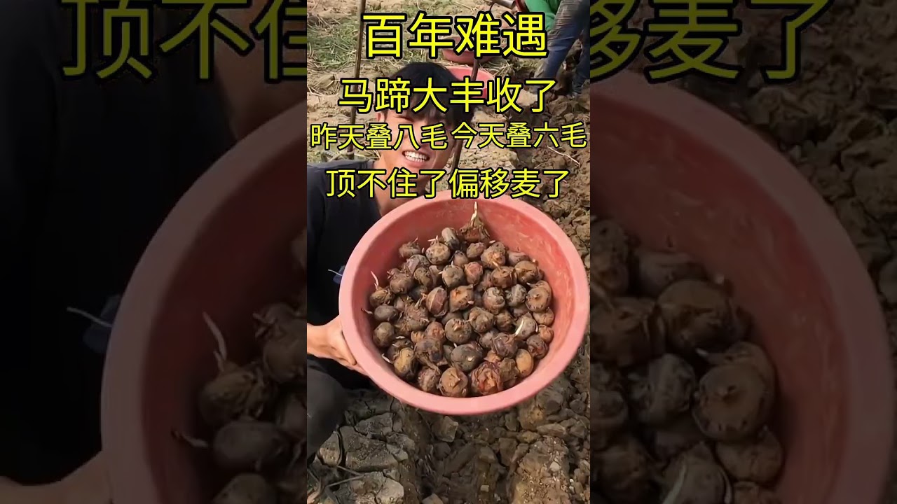 Discovering the Unique Water Chestnut: A Delicious Asian Delight!