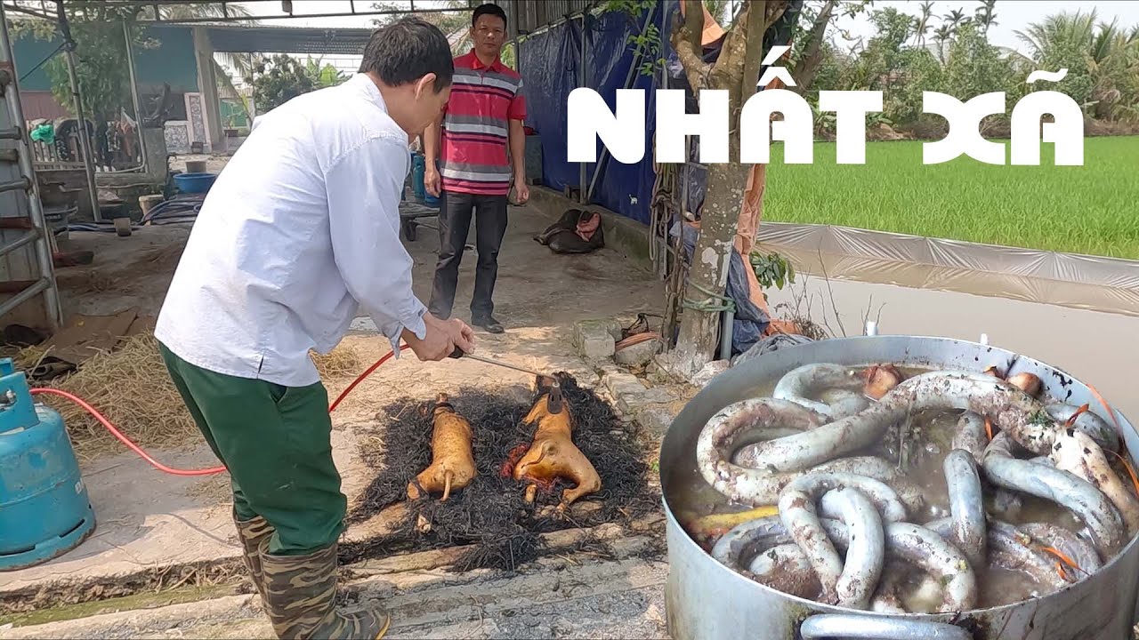 Ăn Họ Thanh Minh.Cặp Cầy tơ siêu ngon Chế biến om một lồi và sào năn