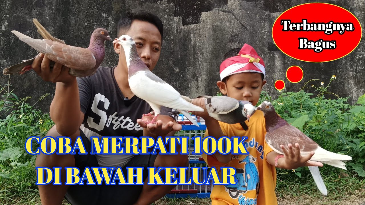 TERNYATA MERPATI 100K TEMBAK KERAS