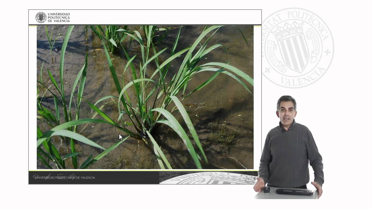 Malas hierbas del arroz |  | UPV