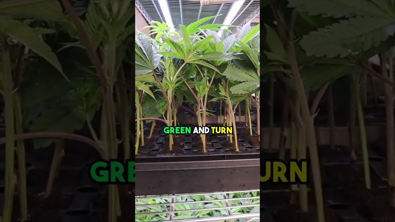 Purple stems on clones