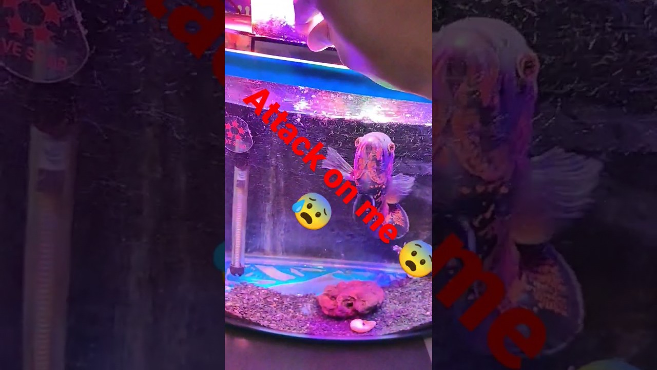 TIGER OSCAR FISH FEED AND ACTIVE+HEALTHY , AND  HOT RED IMPORTED FISH ATTACK BIG OSCAR 😰😨☠️🐟🐠