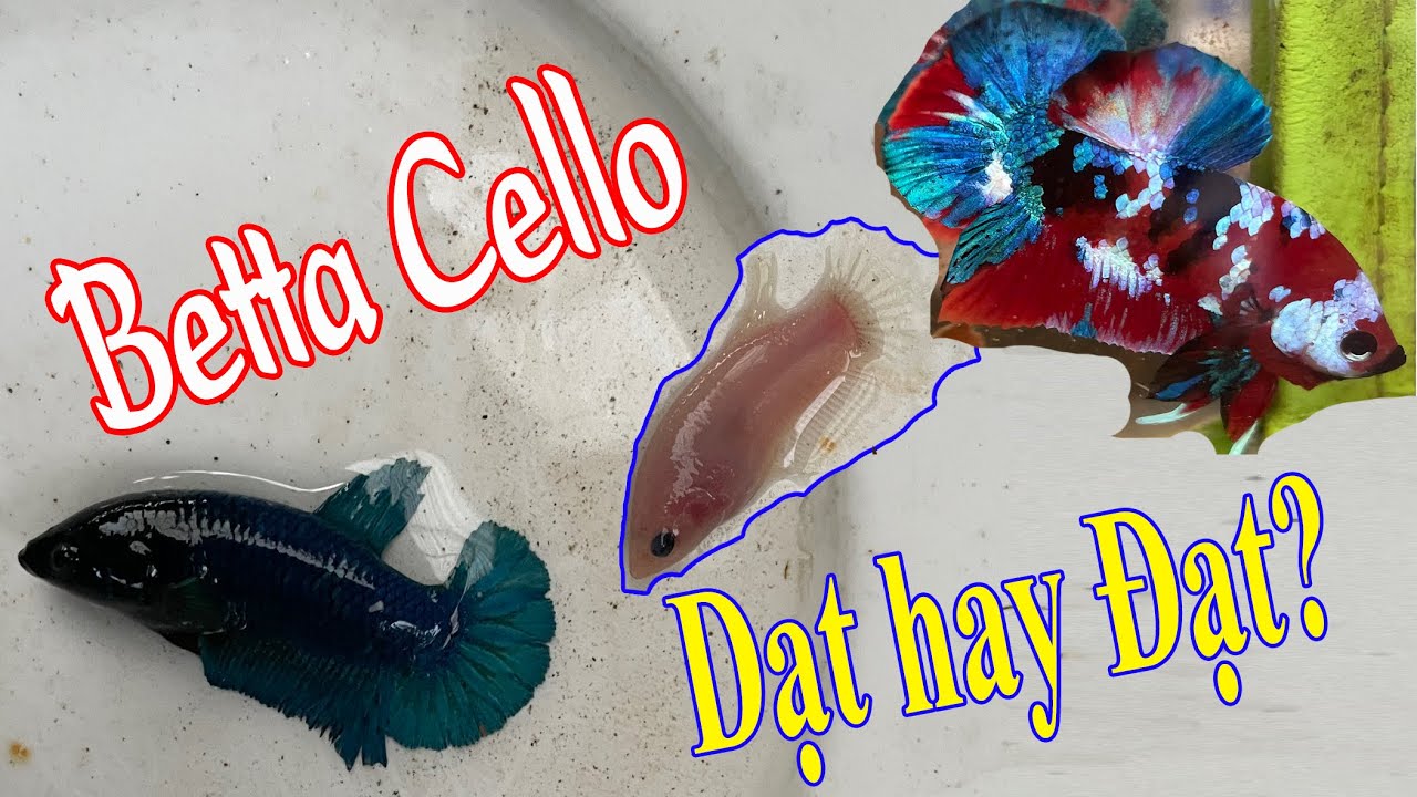 Nên bỏ hay giữ cá Betta Cello ? Quá trình lột ĐỘC LẠ của cá Betta ở trại cá Bình Dương