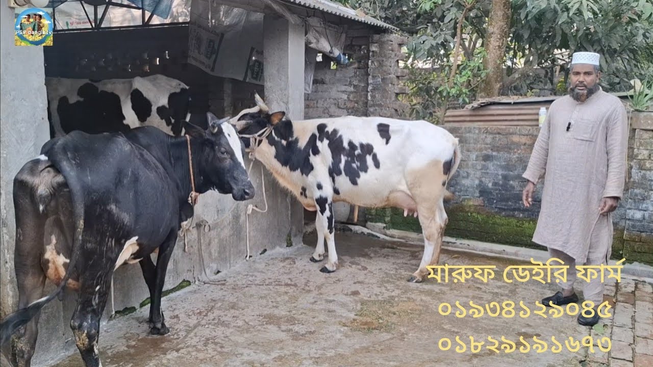 @ আজ 1 February 2026|| মারুফ ডেইরি ফার্মে হাই কোয়ালিটির দুধের গাভী বাছুর||