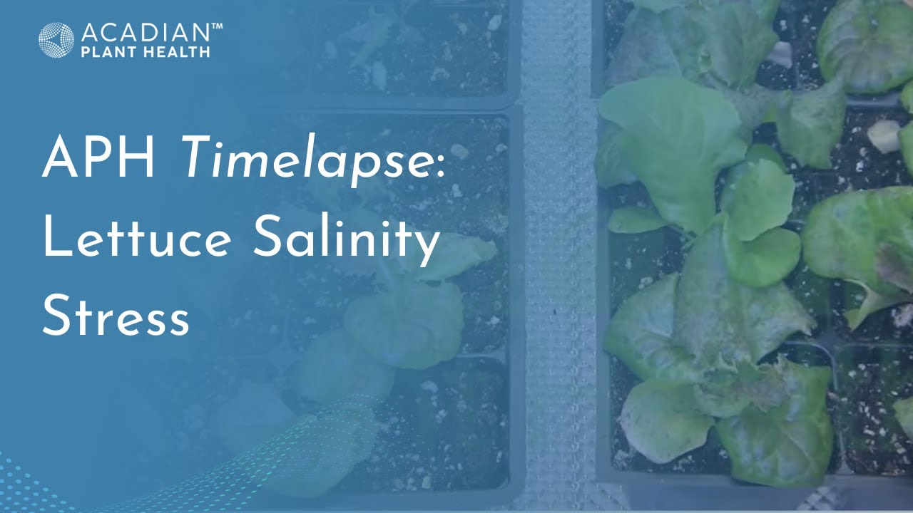 Acadian Plant Health&trade; Timelapse | Lettuce Salinity Stress