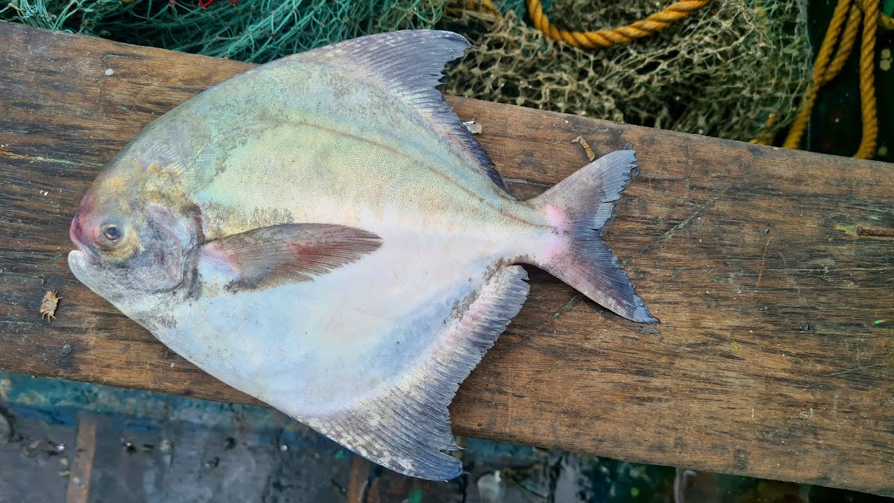 இறால் மடியில் கிடைத்த மீன் வகைகள் பார்க்கலாம் வாங்க # Trawler fishing boat 🚢 