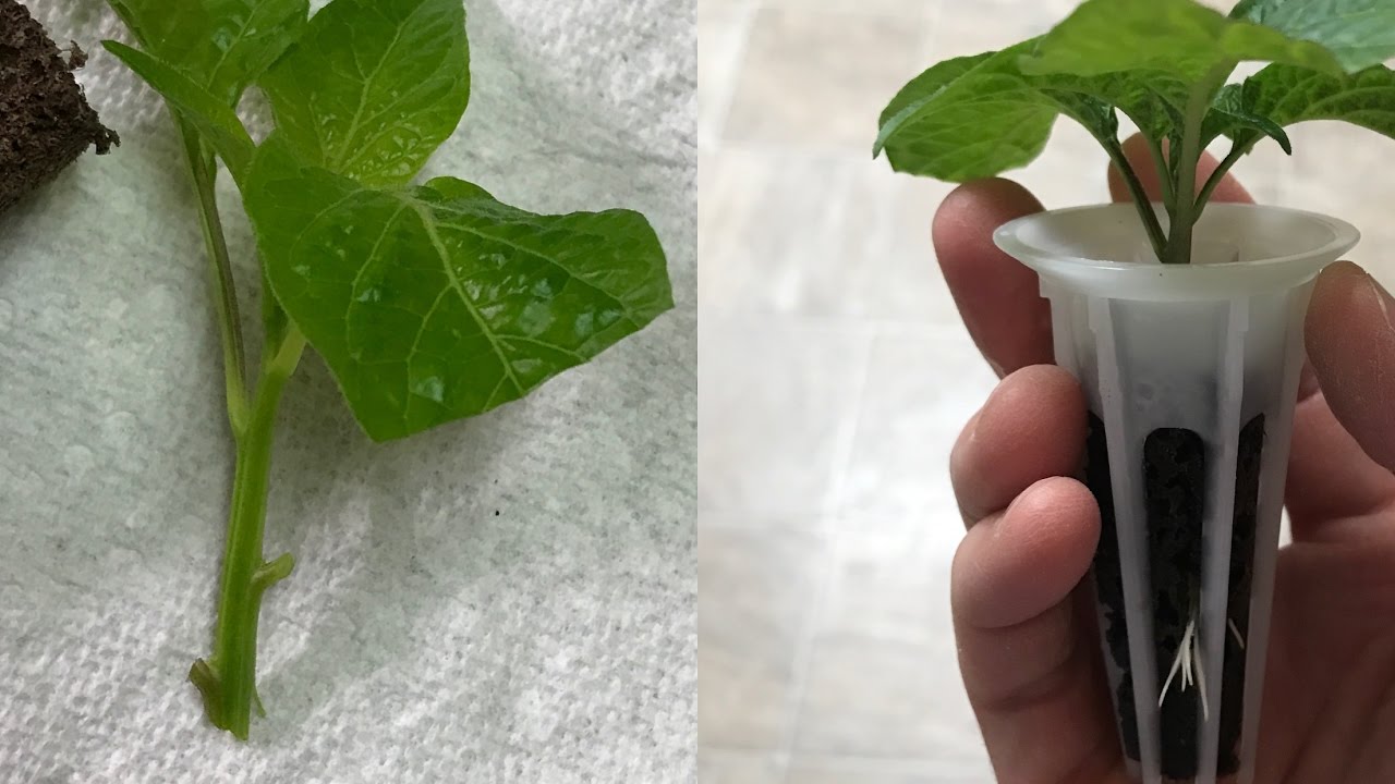 How to clone peppers - super easy using the AeroGarden (and Kratky method)