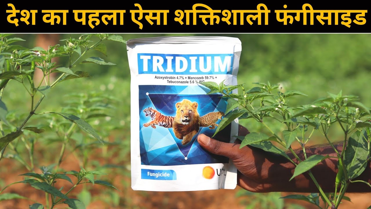 Tridium Fungicide UPL || New Product किसान इसका रिजल्ट देखकर पागल हो गया 🫢
