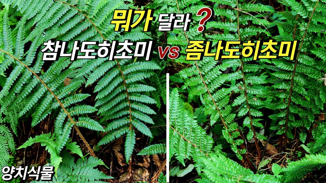 퍼니의 양치식물, 뭐가 달라? 참나도히초미 vs 좀나도히초미