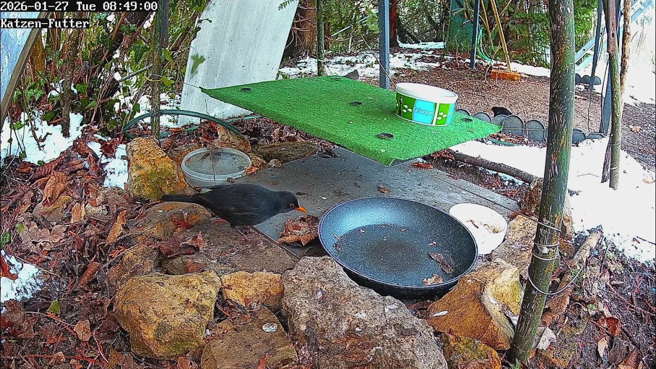 Amseln früh im Bereich Katzenfutter (27.01.2026)