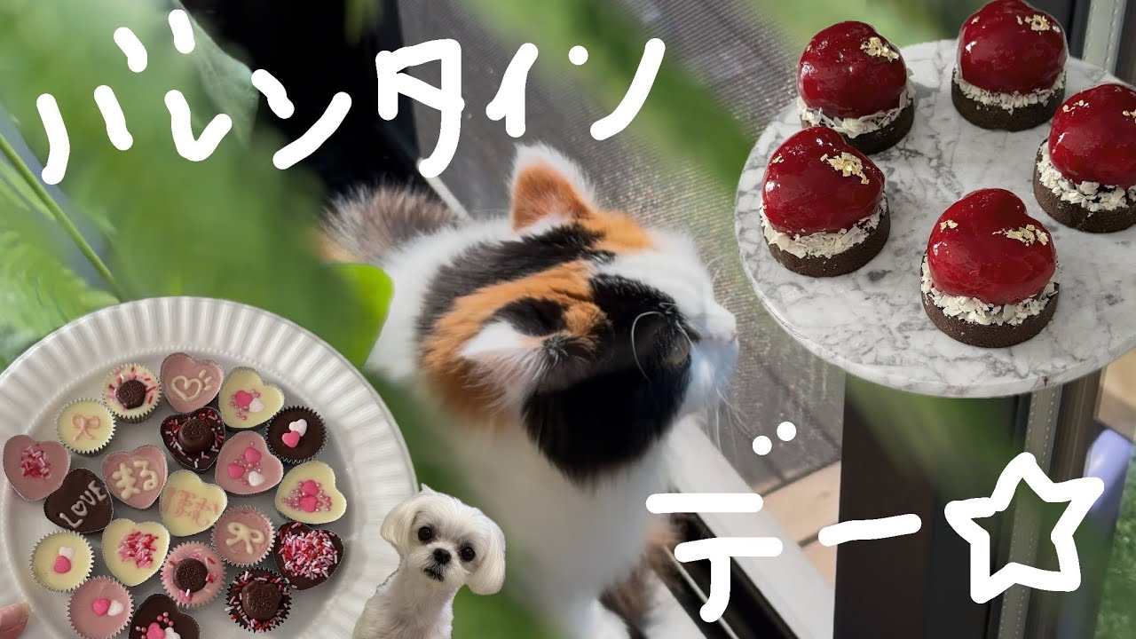 【Vlog】犬猫と過ごすバレンタインデー ❤🍫🎁
