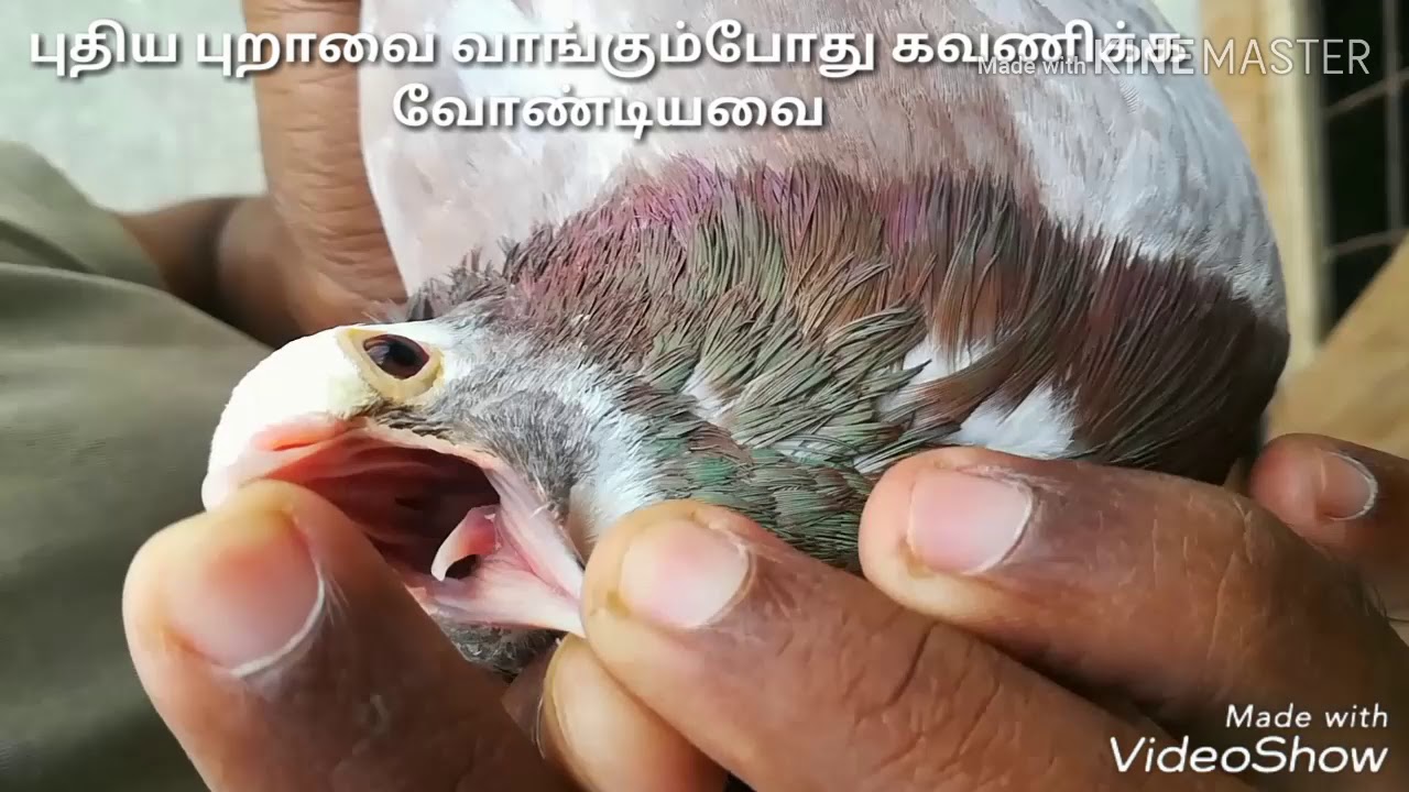 புதிய புறாவை வாங்கும்போது கவணிக்க வேண்டியவை. Tips to buy a new pigeon