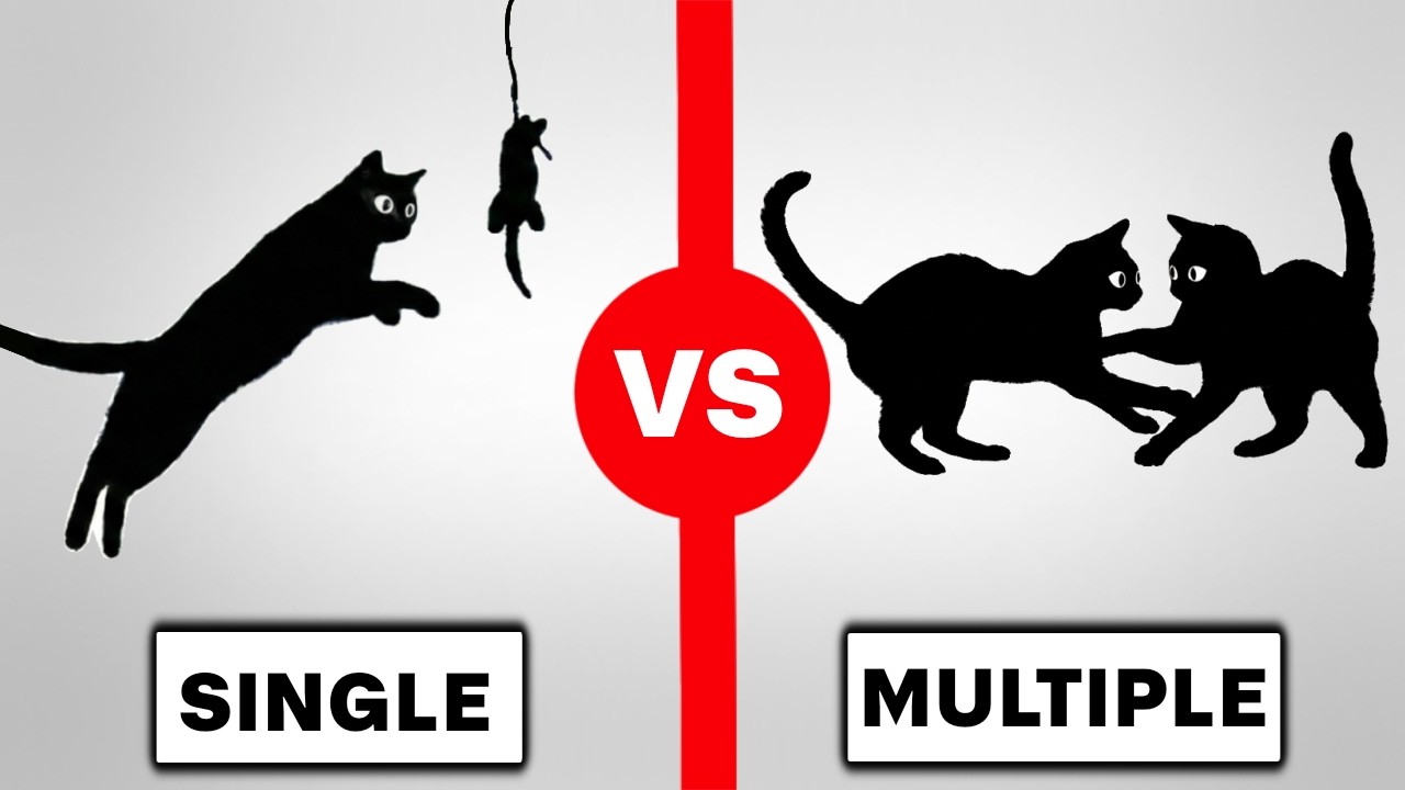 SINGLE vs MULTIPLE CATS: When You Should (& Shouldn't) Add One?
