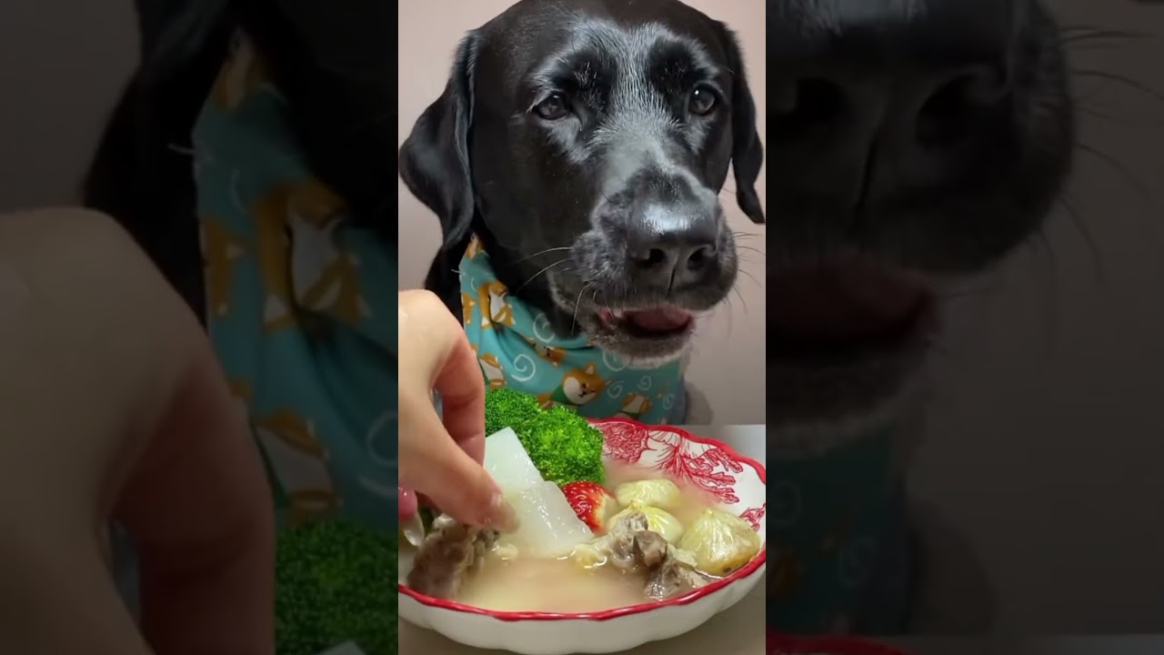 DOG FOOD ASMR 😋 DOG HEALTHY FOOD ERA😋😋🤤#shortsfeed #shorts #ytshorts
