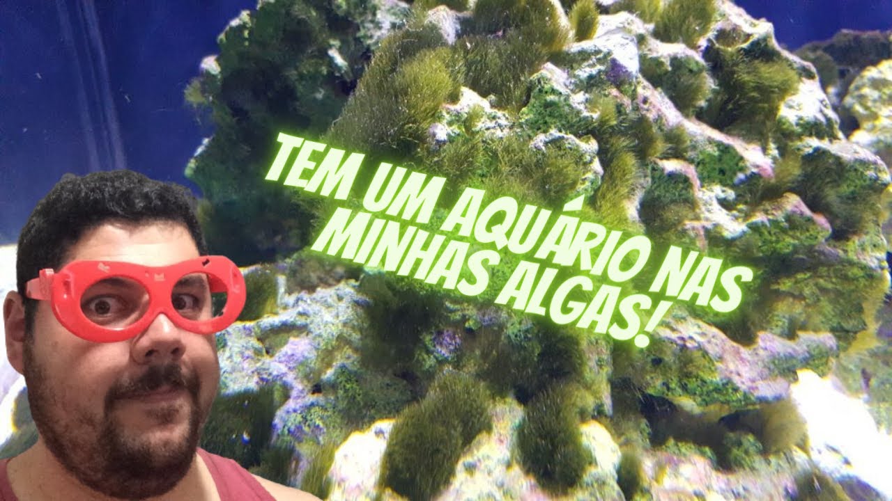 ALGAS NO AQUÁRIO MARINHO - REEF IN HOUSE