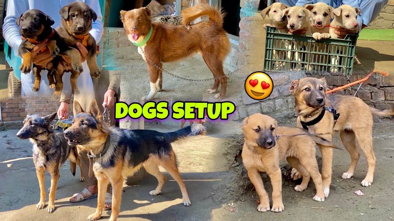 Dogs Setup Peshawar | High Quality Security Dogs | khyber social tv