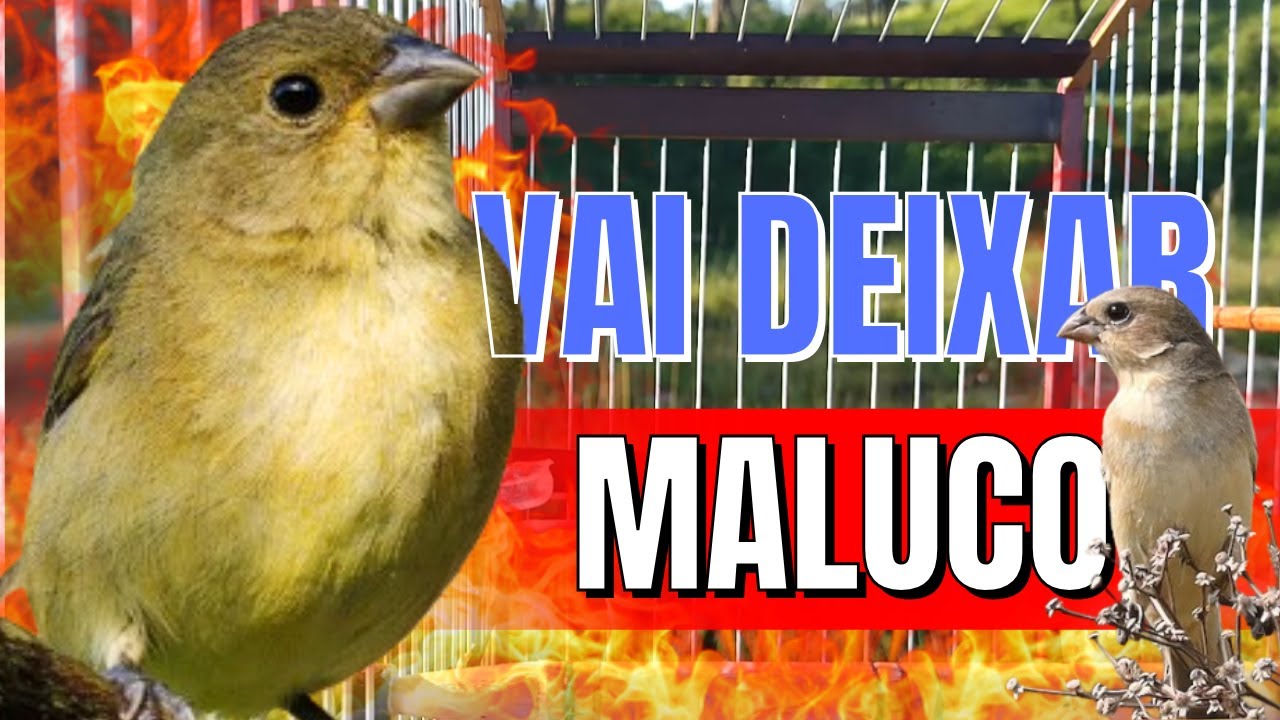 Piado de Fêmea de Papa Capim Vai Deixe Seu Papa capim Doido Pra Cantar 🔥Piado de Fêmea de Papa Capim